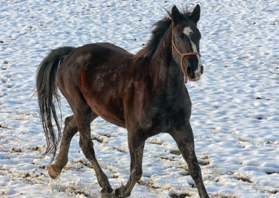 Konji zimi