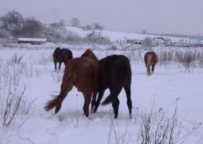 Konji zimi